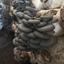 黑平菇鲜平菇自家种植产地直发大量供应欢迎选购