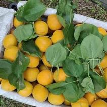 金太阳杏串红杏商品果加工果电商供应产地一手货源