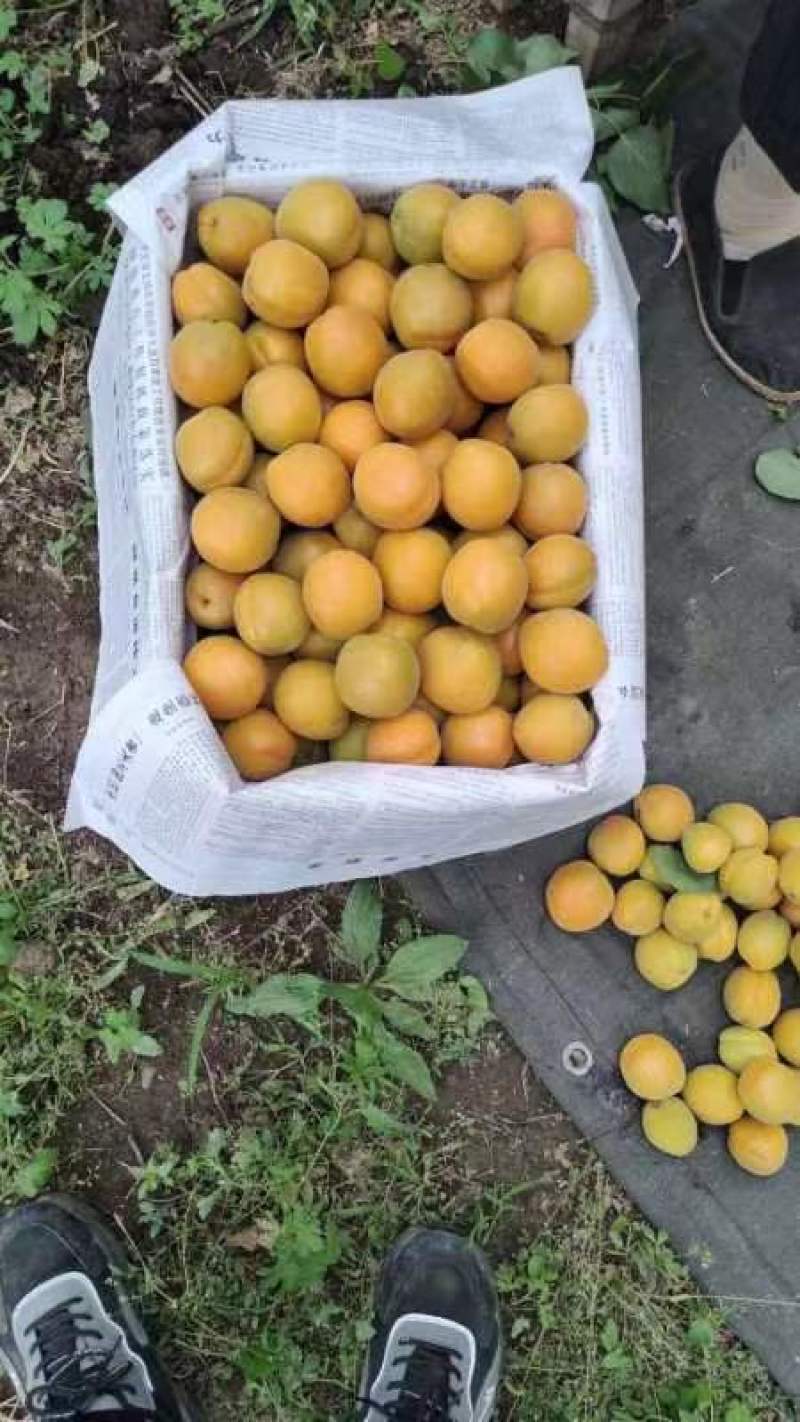 《金太阳杏》河北金太阳黄杏/电商供应产地一手货源