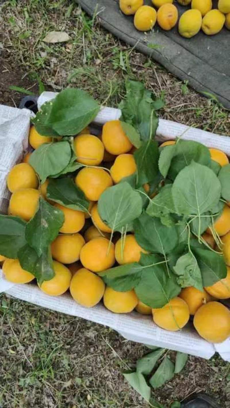 《金太阳杏》河北金太阳黄杏/电商供应产地一手货源