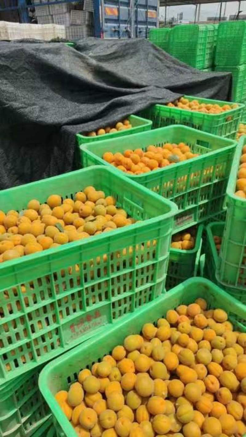 《金太阳杏》河北金太阳黄杏/电商供应产地一手货源