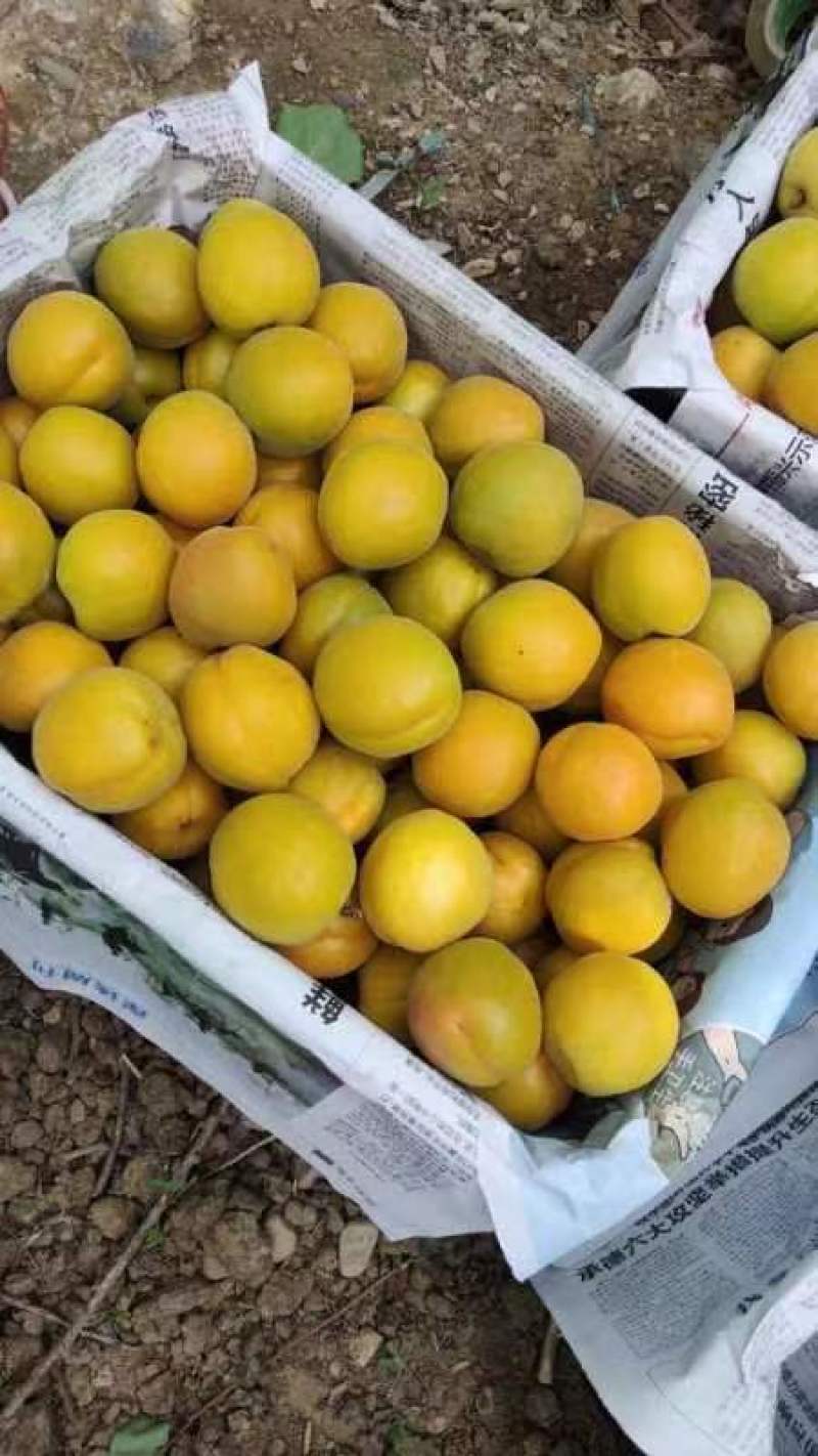 《金太阳杏》河北金太阳黄杏/电商供应产地一手货源