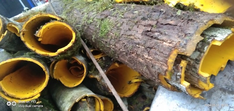 黄柏鲜货基地供应一手货源量大质优价格优惠欢迎采购