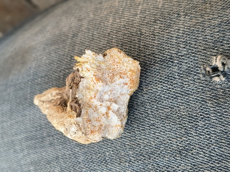 北苍术朱砂点当年苗，人工除草无药害残留成活率高抗病能力强