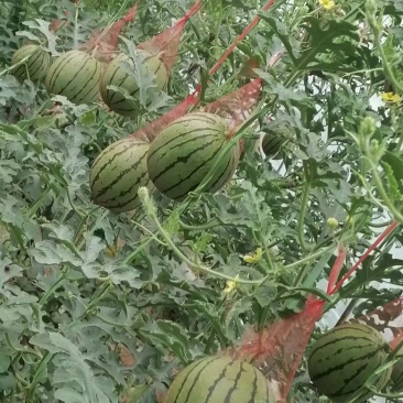 陕西大荔