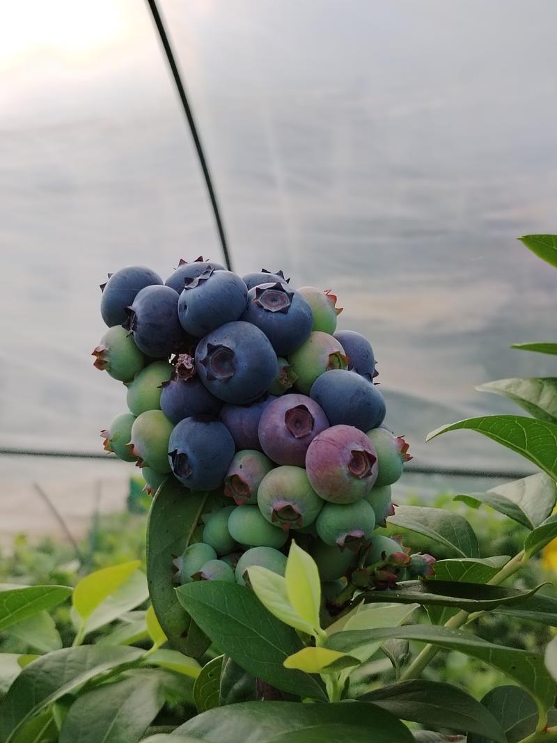江西蓝莓（珠宝14+）