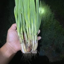 香葱