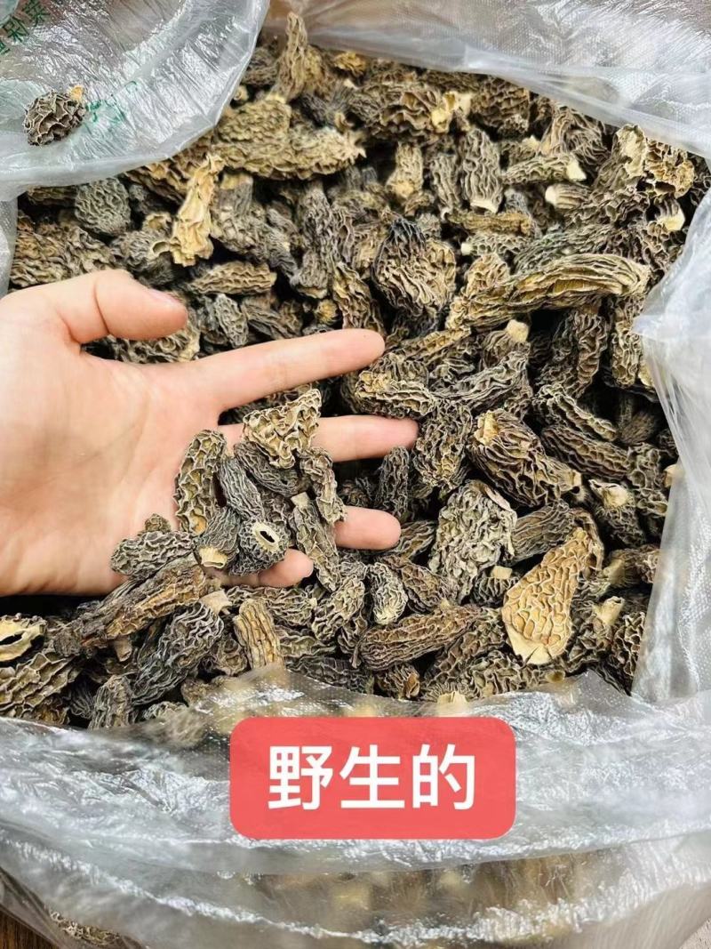 野生羊肚菌