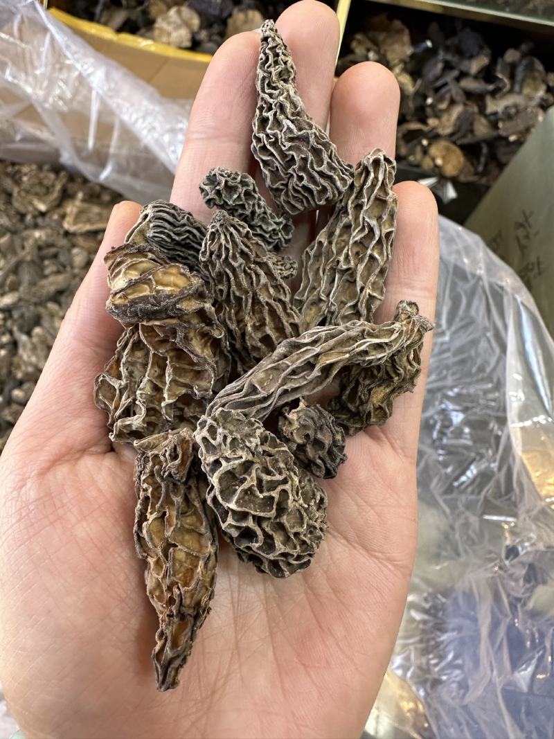 野生羊肚菌