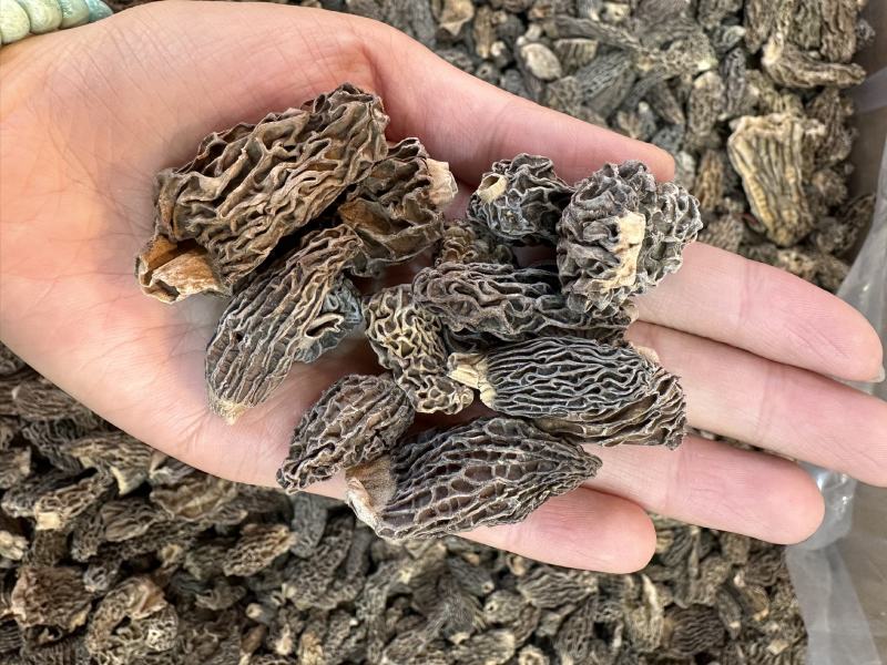 野生羊肚菌