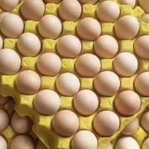 农村精品土鸡蛋一手货源，大量供应，量大从优，欢迎咨询！