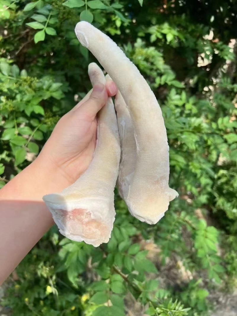 猪尾巴一手货源大量现货