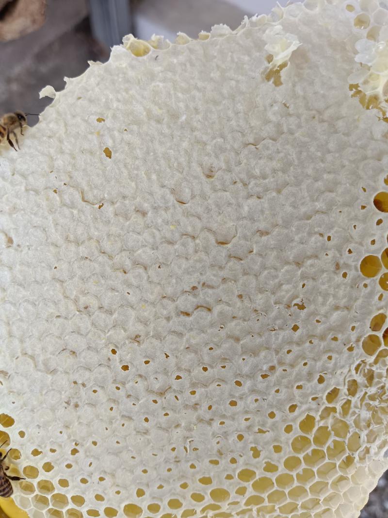 野生蜂蜜
