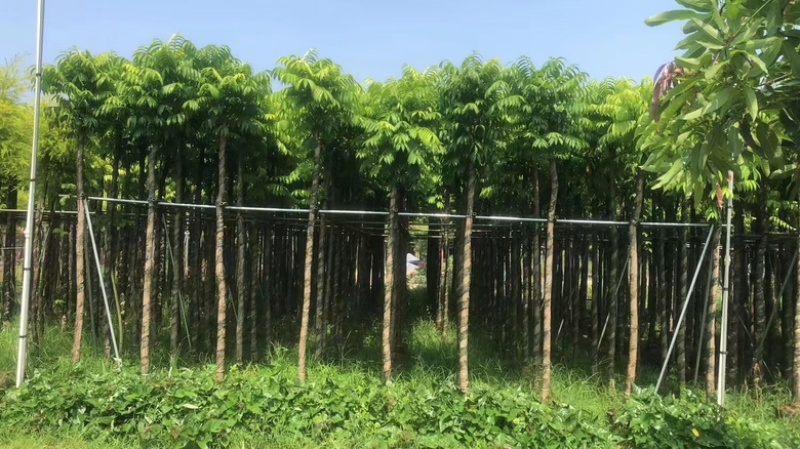 仁面子3-20分低价出售