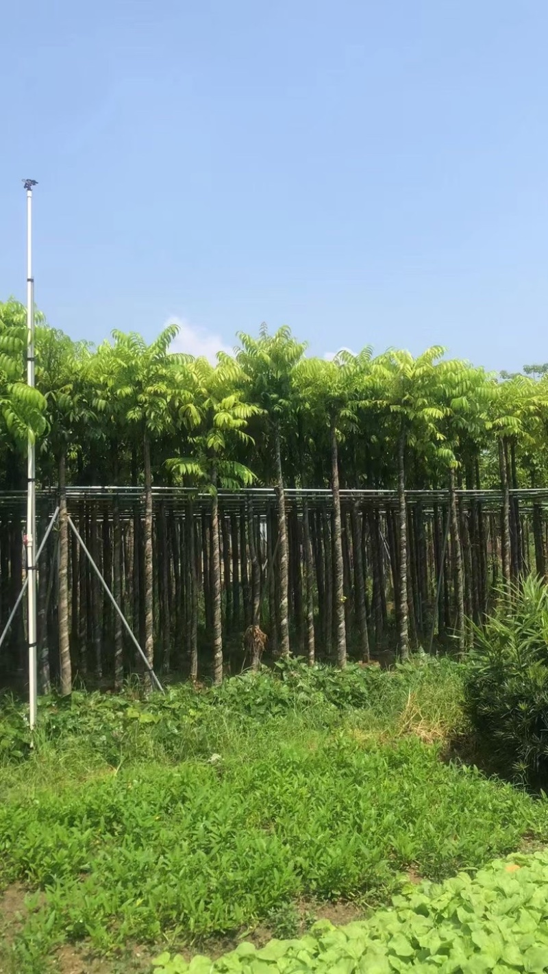 仁面子3-20分低价出售