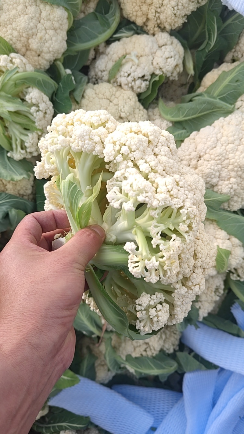 有机花大量供应，需要的联系