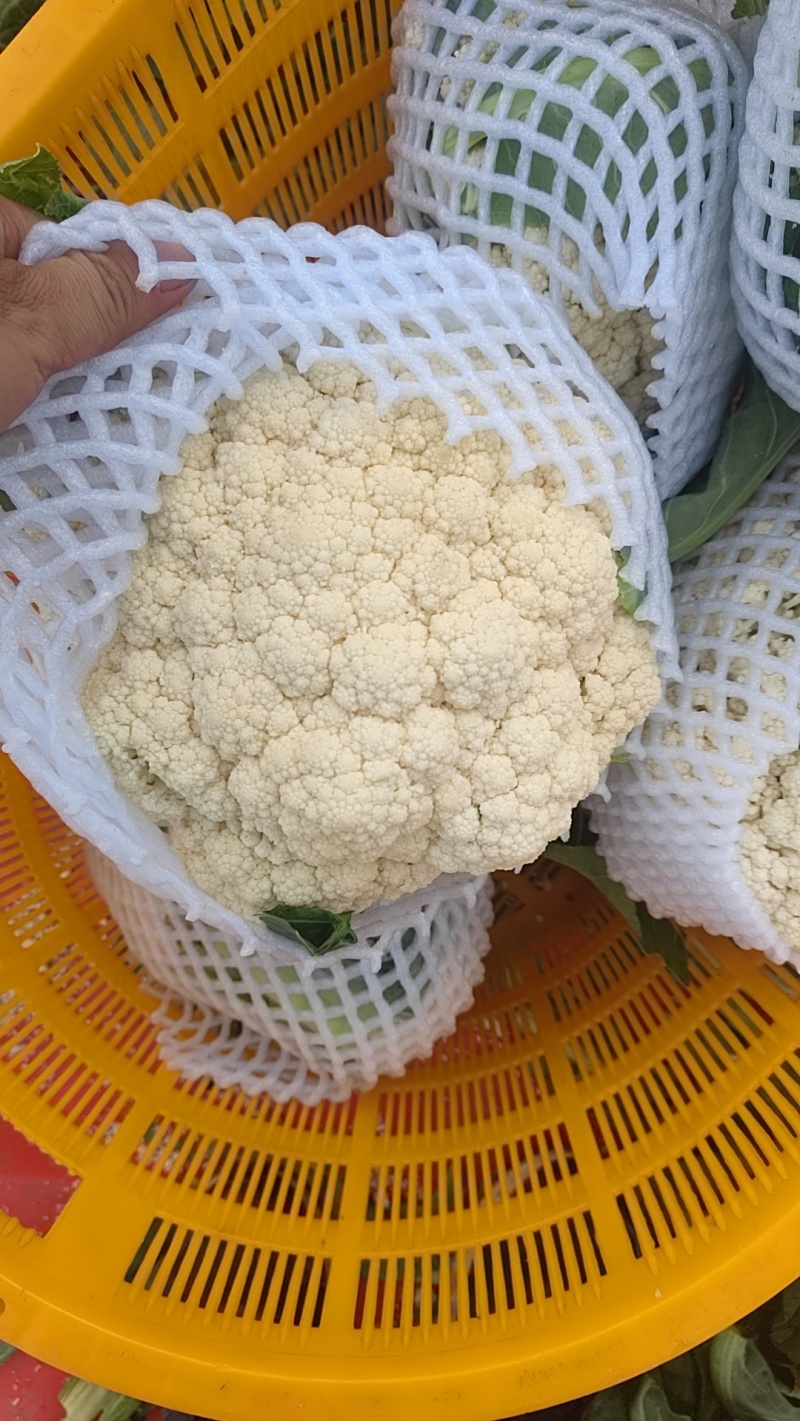 有机花大量供应，需要的联系