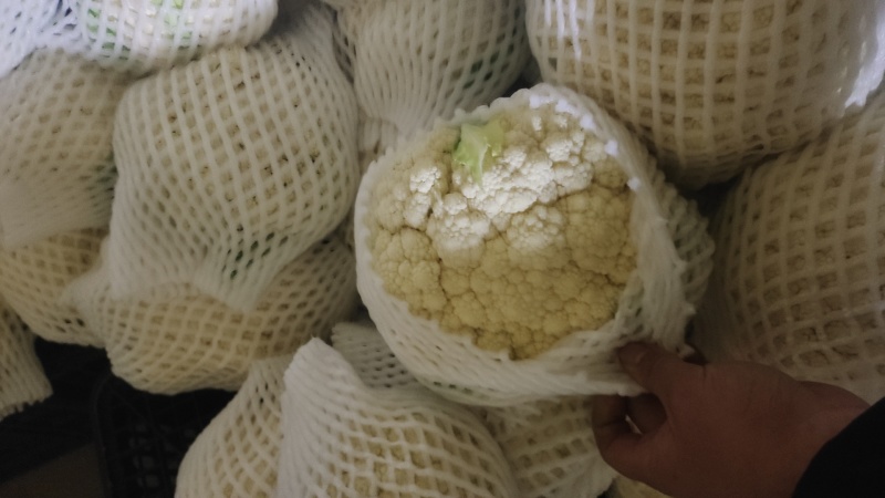 有机花大量供应，需要的联系