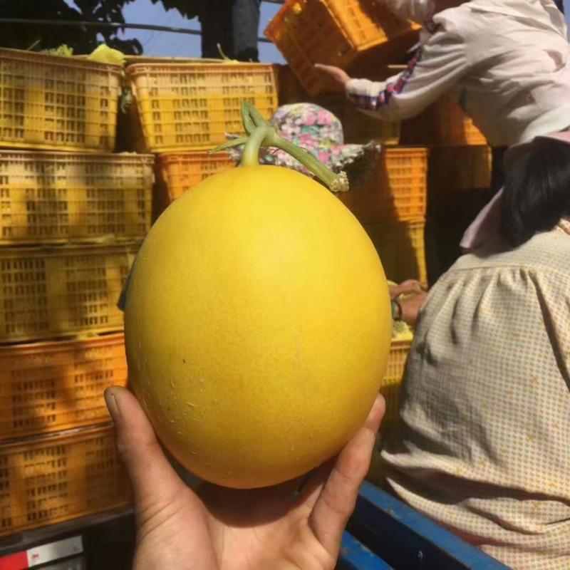 陕西渭南黄河蜜瓜，基地种植，大量有货，欢迎咨询采购