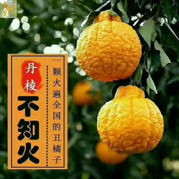 丹棱不知火