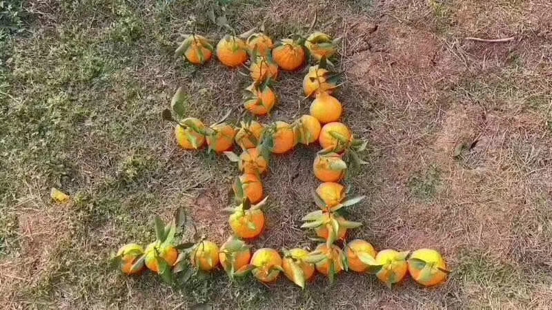 柑桔与冰糖摆放在厨房台面上的场景