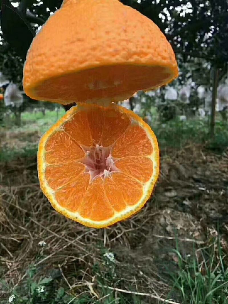 丹棱不知火