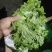 精品大叶生菜河北生菜货源充足质量优对接商超市场等