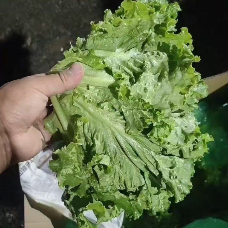 精品大叶生菜河北生菜货源充足质量优对接商超市场等