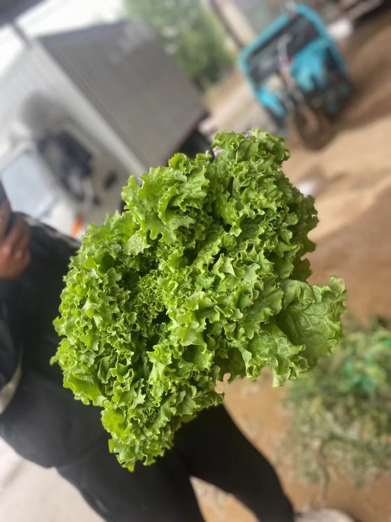 精品大叶生菜河北生菜货源充足质量优对接商超市场等