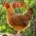 麻鸡