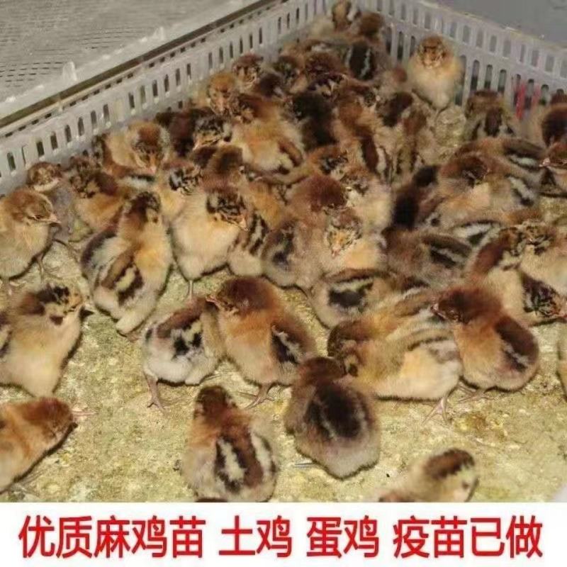 麻鸡