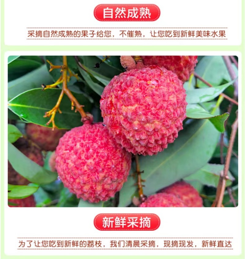 海南火山岩荔枝王一件代发社群团购