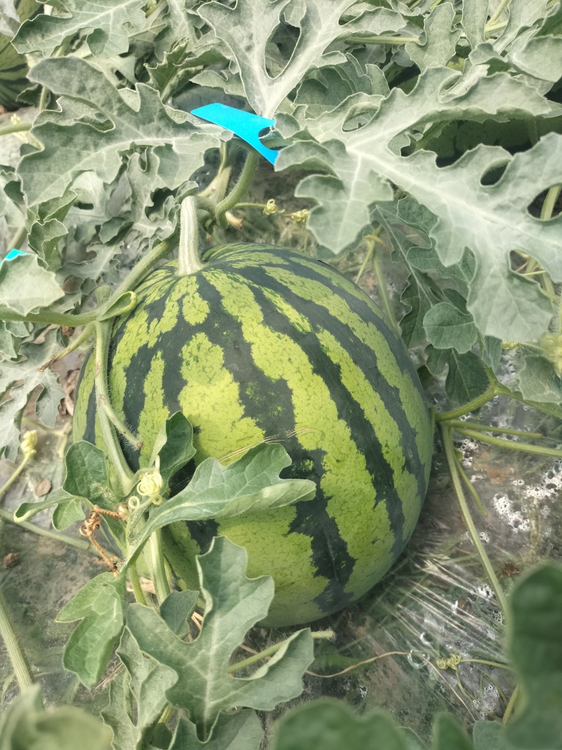 江苏精品无籽美都麒麟西瓜，货量充足一手货源欢迎选购