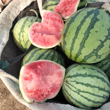 江苏精品无籽美都麒麟西瓜，货量充足一手货源欢迎选购