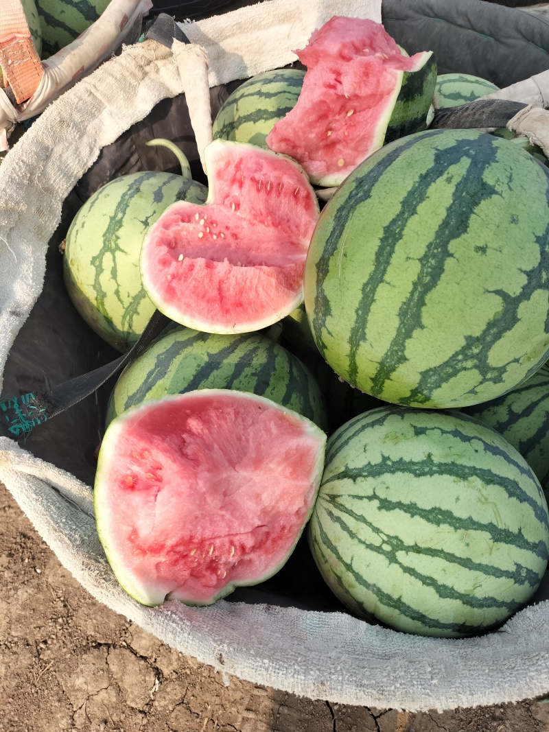江苏精品无籽美都麒麟西瓜，货量充足一手货源欢迎选购