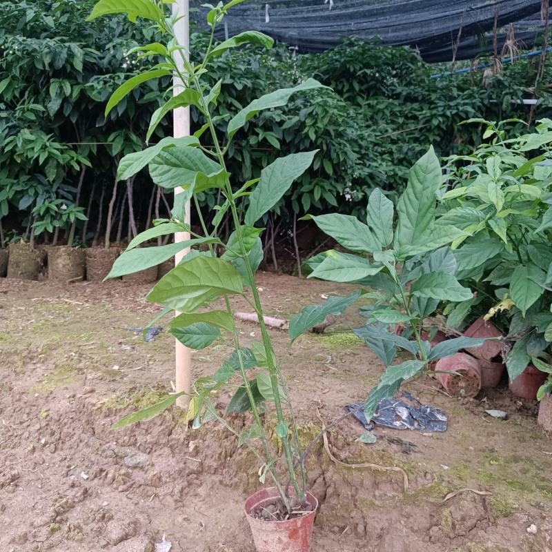 泰国垂丝茉莉，老桩，老苗