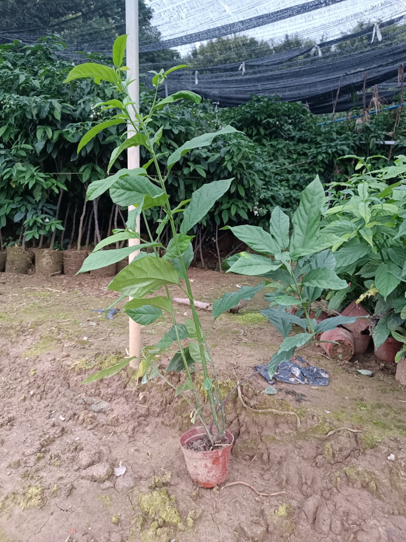 泰国垂丝茉莉，老桩，老苗