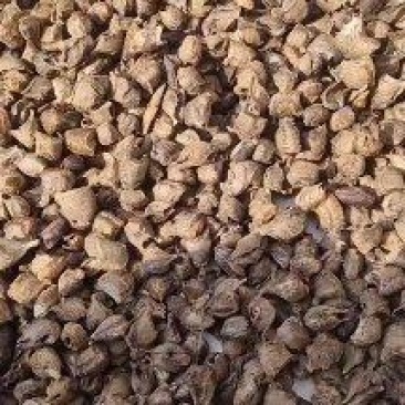 精品桑螵蛸熟品质好量多价格可谈欢迎联系