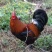 铁脚鸡