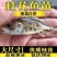 鲑鱼苗