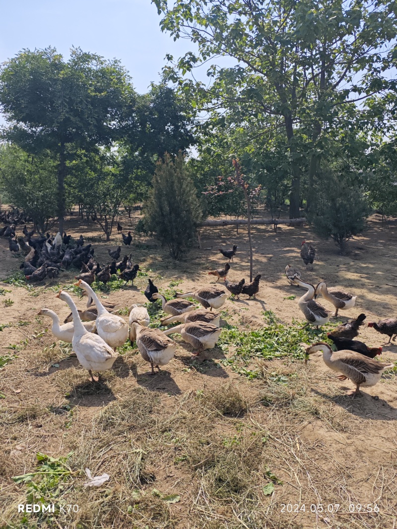 小飞鸡土鸡蛋