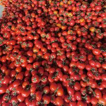 精品西红柿产地基地直发欢迎全国各地老板采购，质量保证
