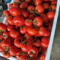 大红石头西红柿，质量求生存，基地支发，电商，超市，市场货