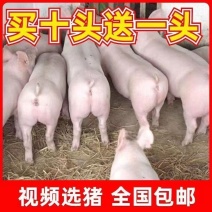 长白二元三元种猪