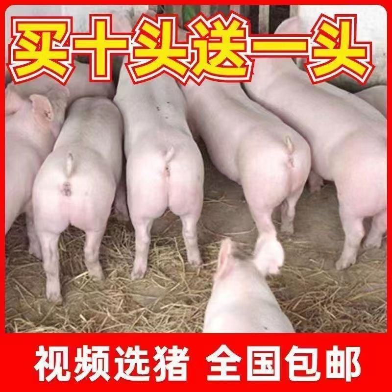 长白二元三元种猪