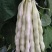 汉中【四季豆、豆角】全国发货产地直供长25公分日供30吨