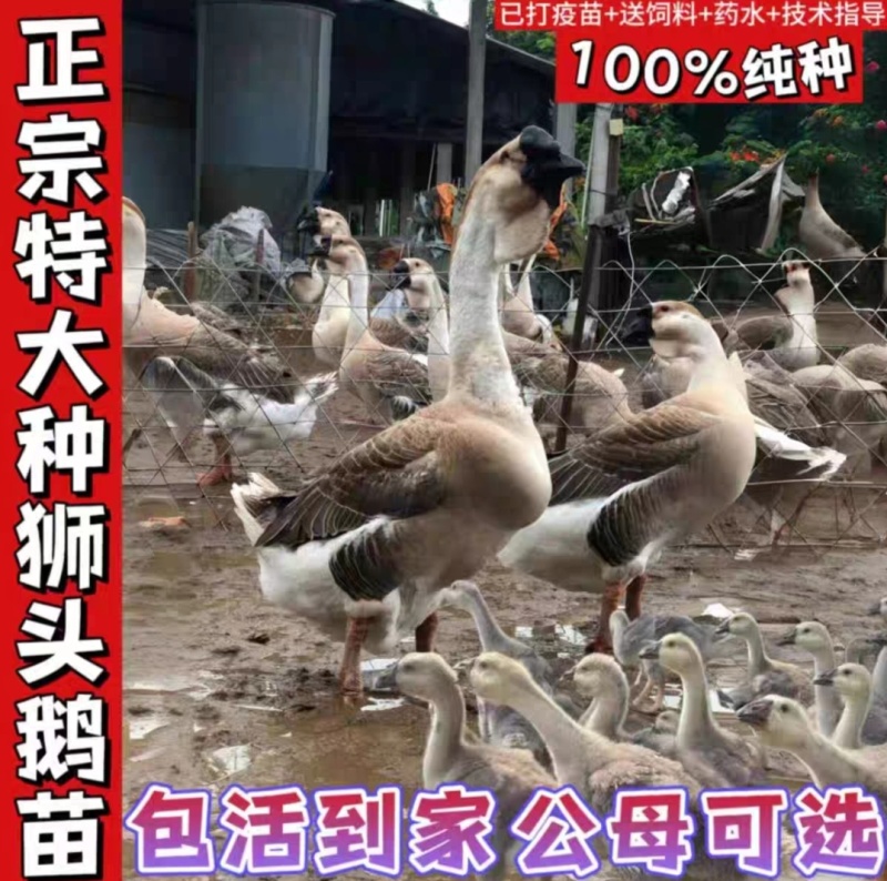 大种狮头鹅苗纯种狮头鹅苗价格，狮头鹅苗多少一只
