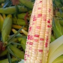 广鲜玉米糯玉米，横县玉米特产口感香甜产地批发支持