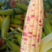 广鲜玉米糯玉米，横县玉米特产口感香甜产地批发支持代发