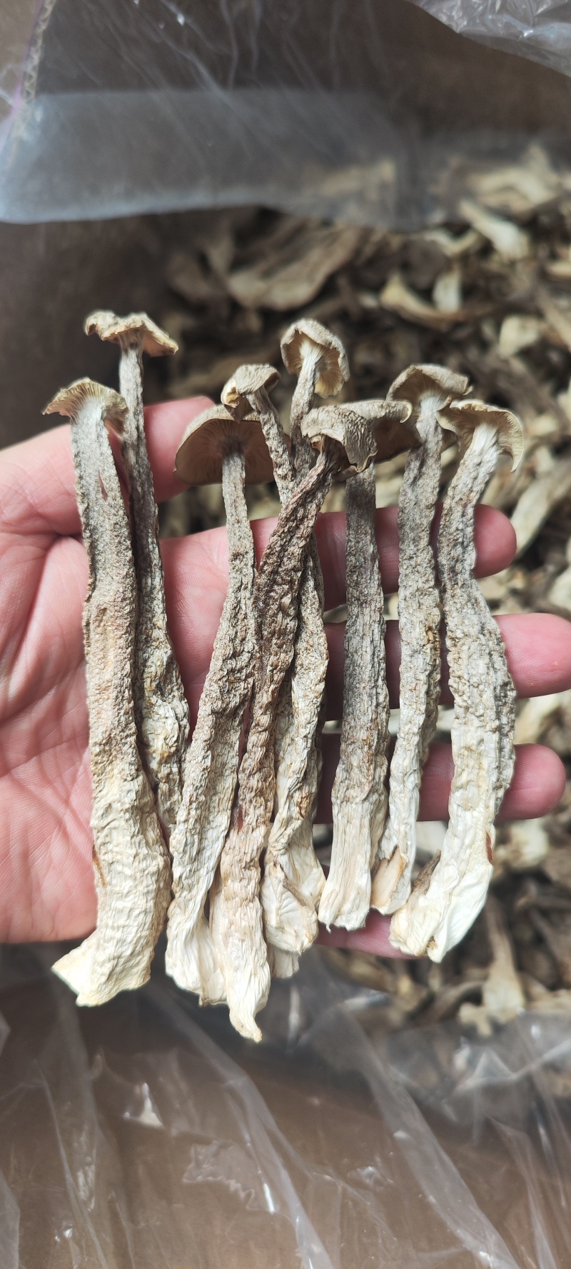 鹿茸菇散装干货产地直供食用菌香菇菌汤